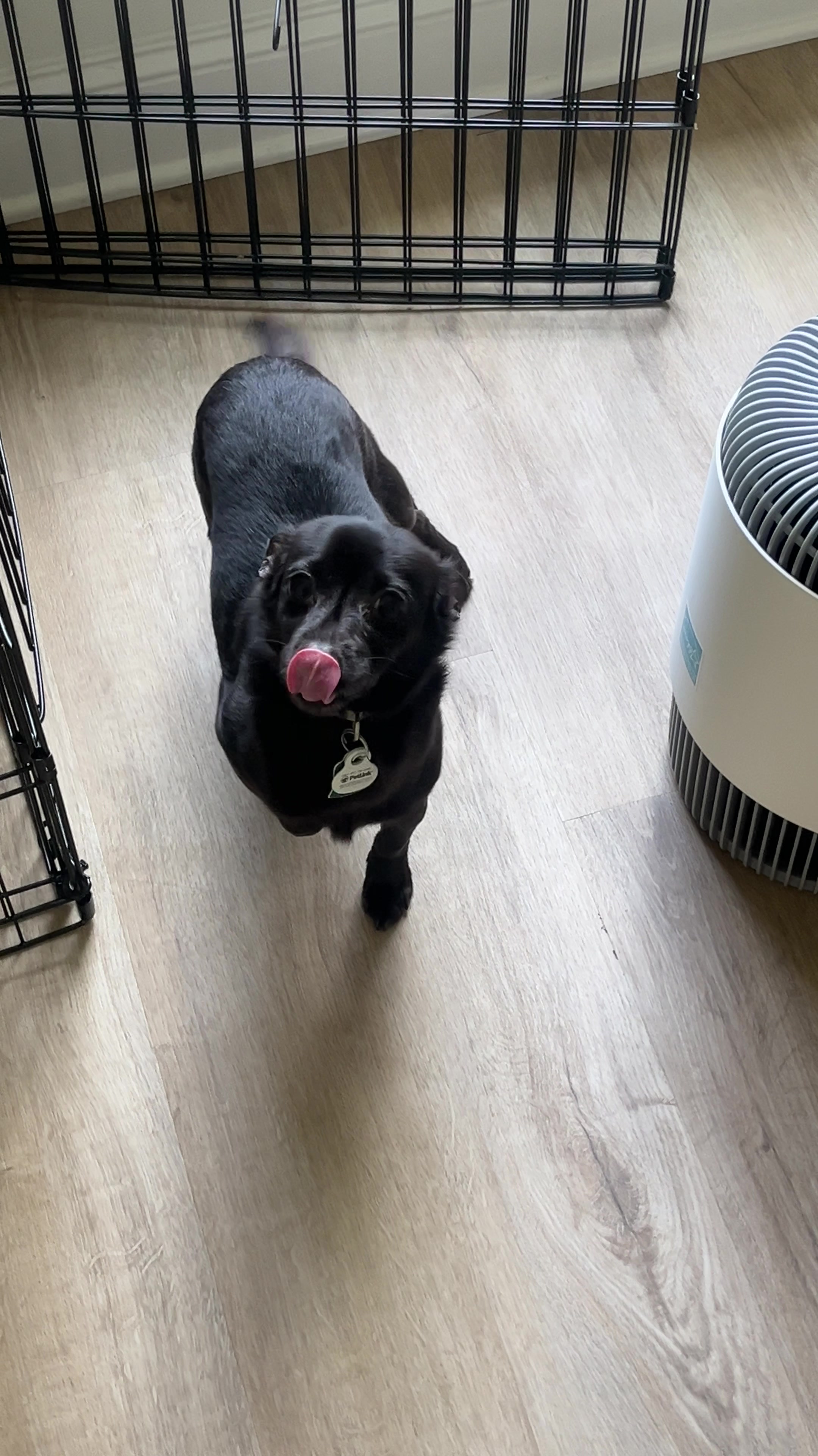 @Blackjack_Chihuahua