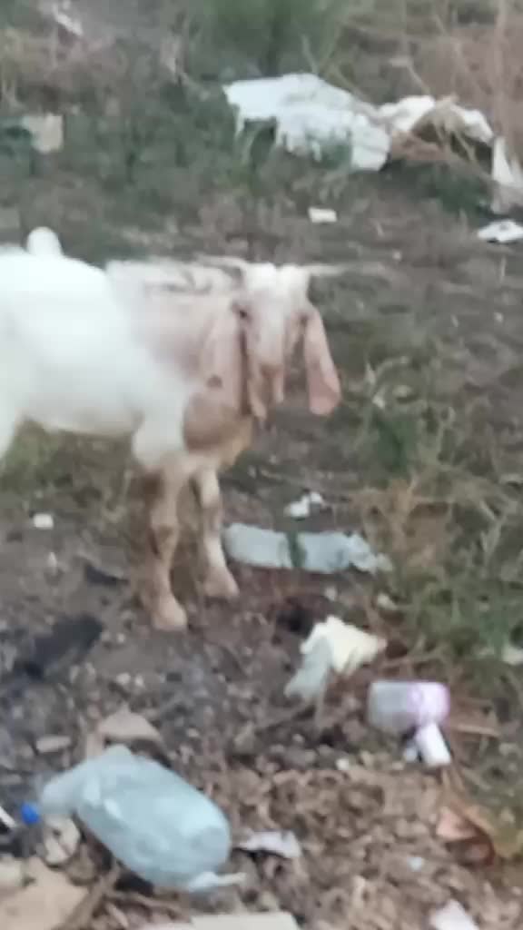 @الموالة اخالي الابقار
