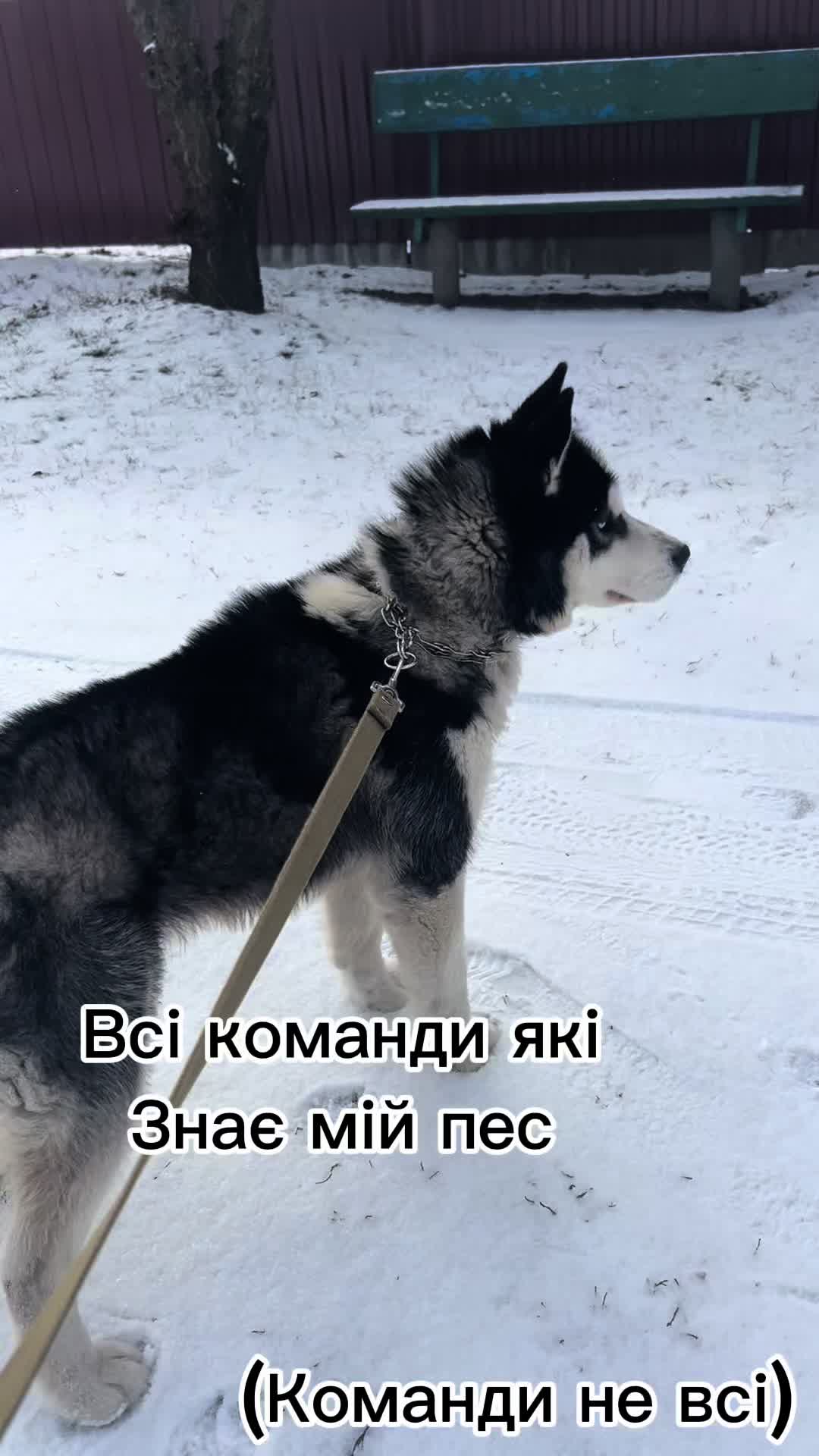 @Той самий Хаскі🐺