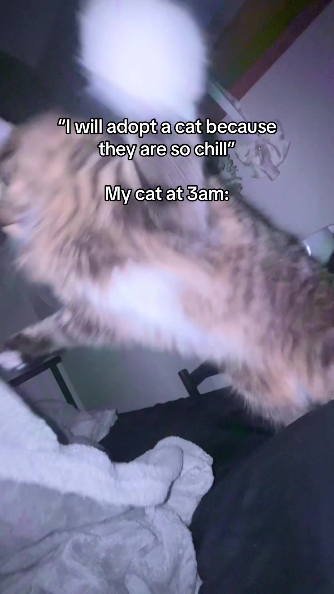 @Mozzie The Cat