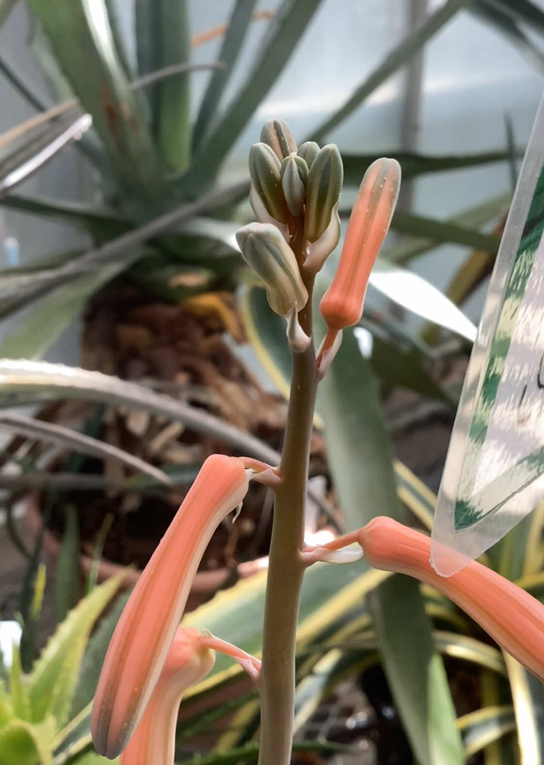 @bsu greenhouse
