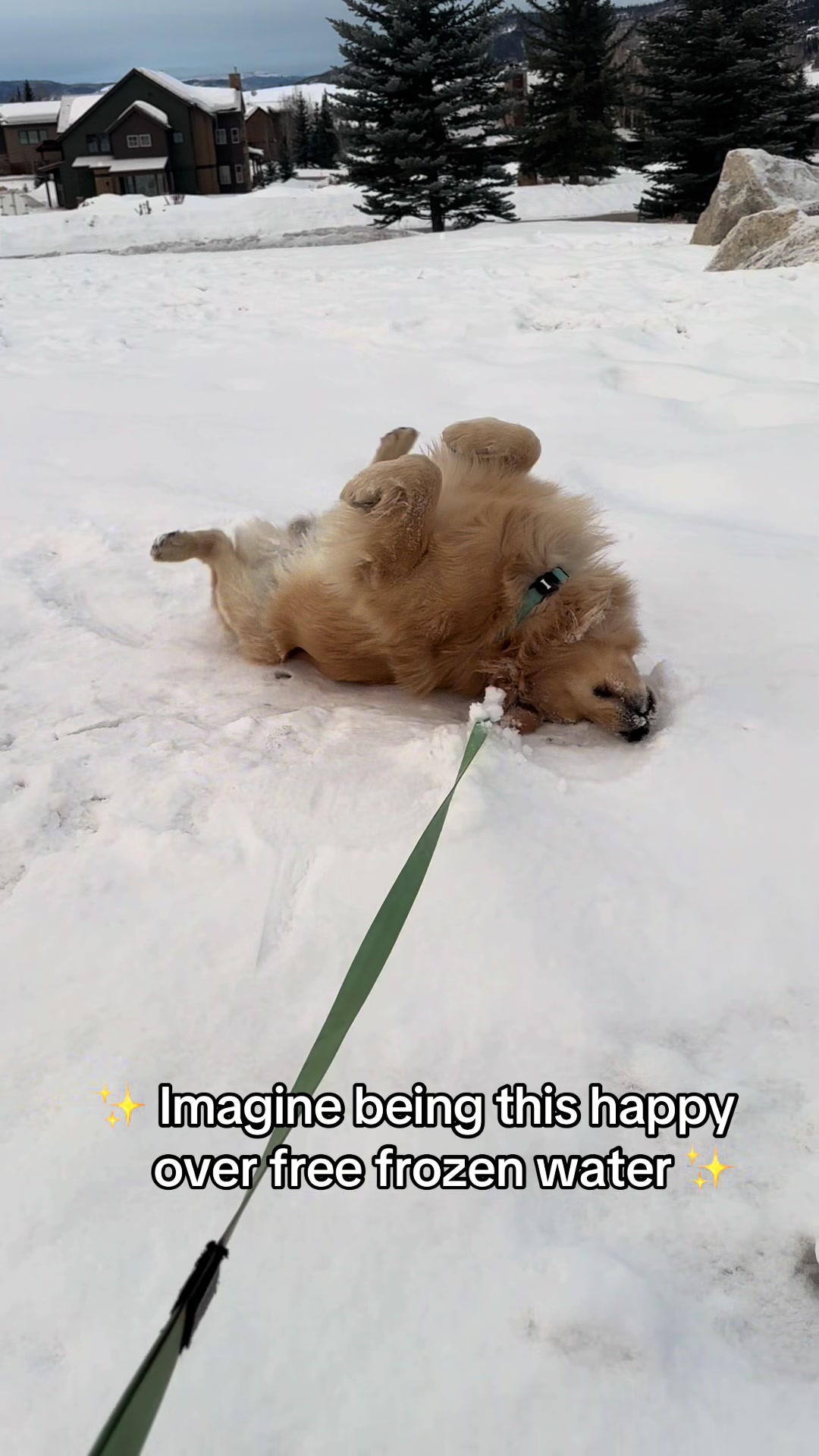 @rigatoni_thegolden