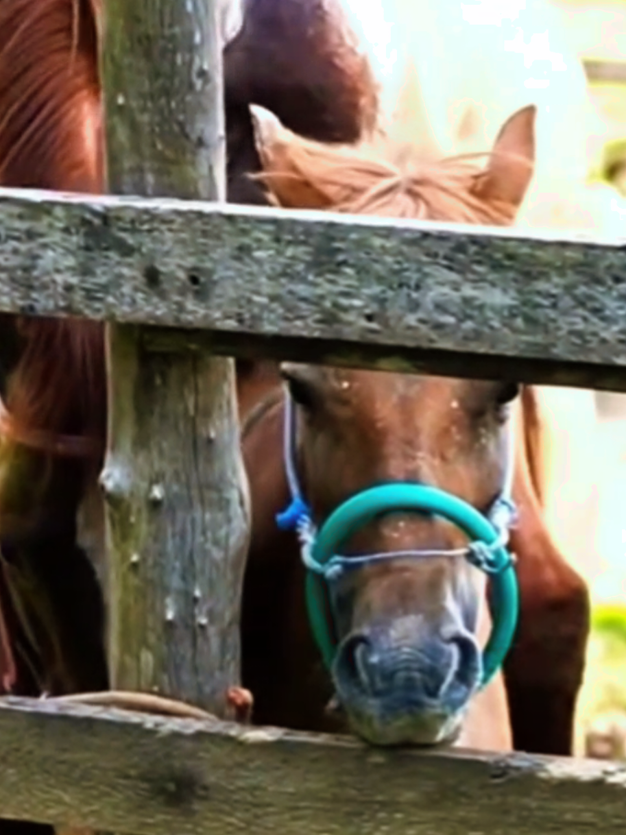 @Equine Cinematics