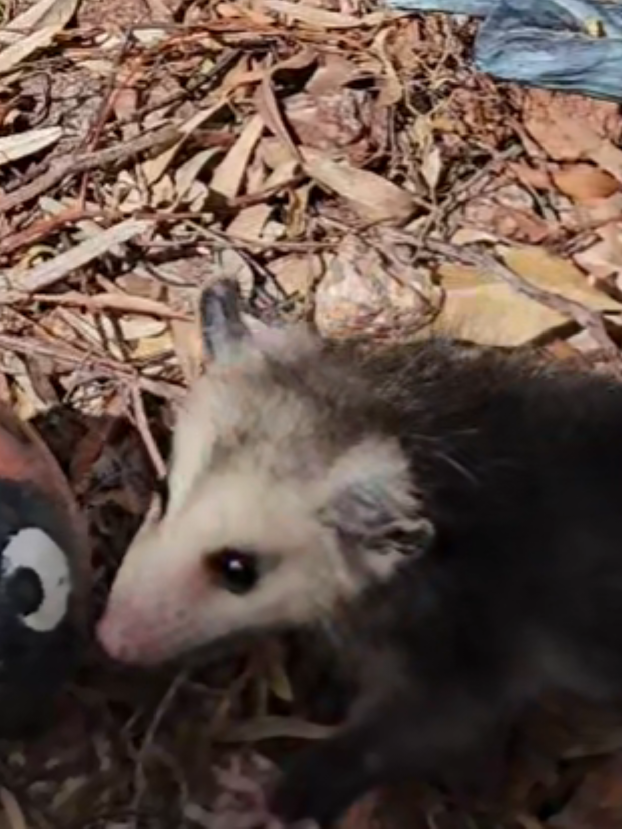 @OPOSSUMDAWGMOM