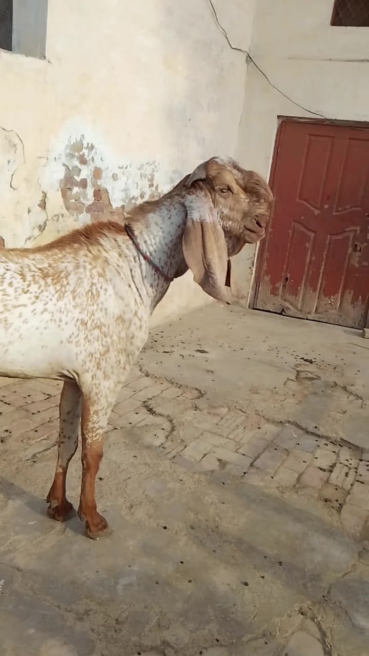 @Asif Ali Joyia Khan 786