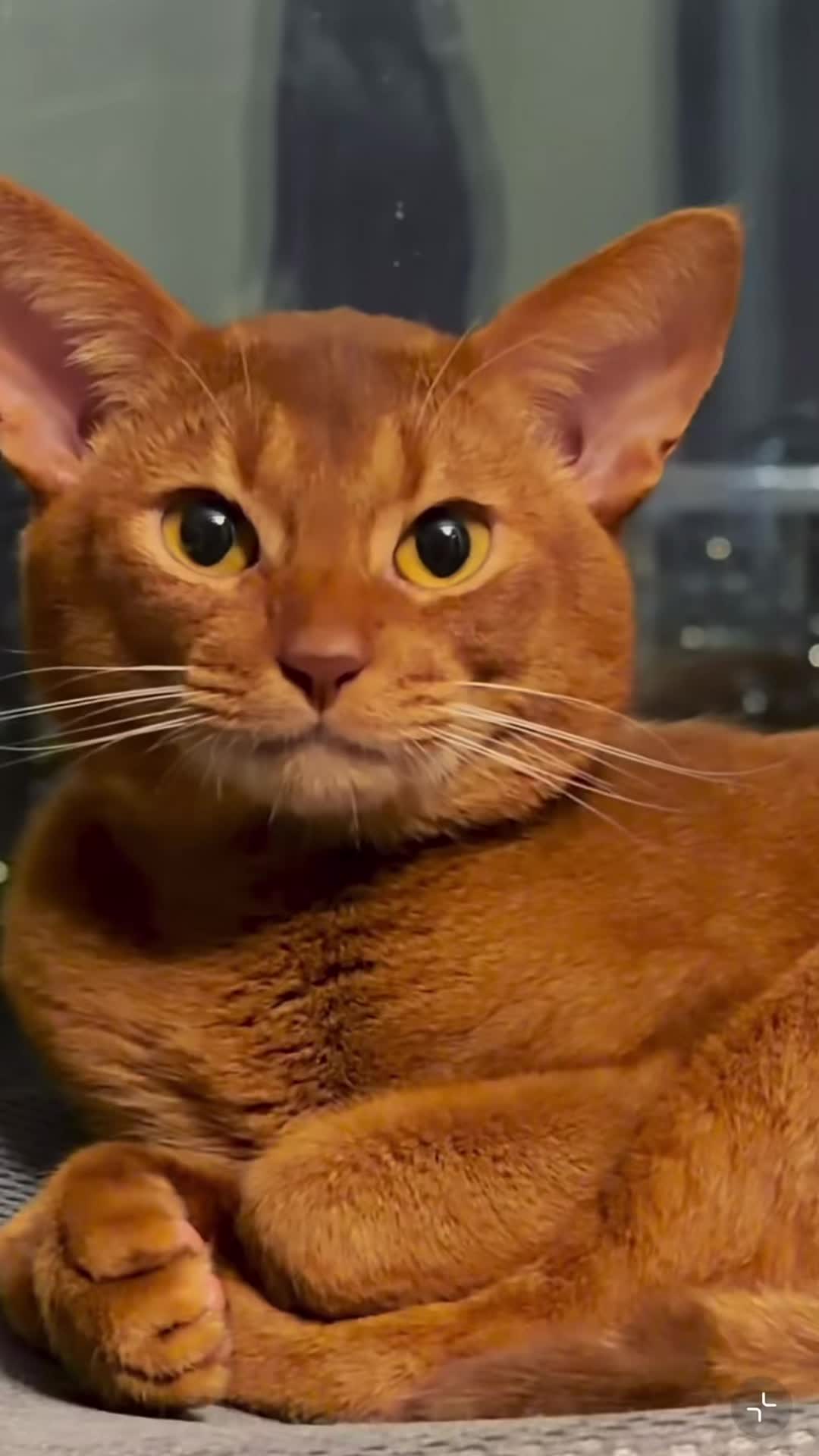 @My Daily Dose of Aww