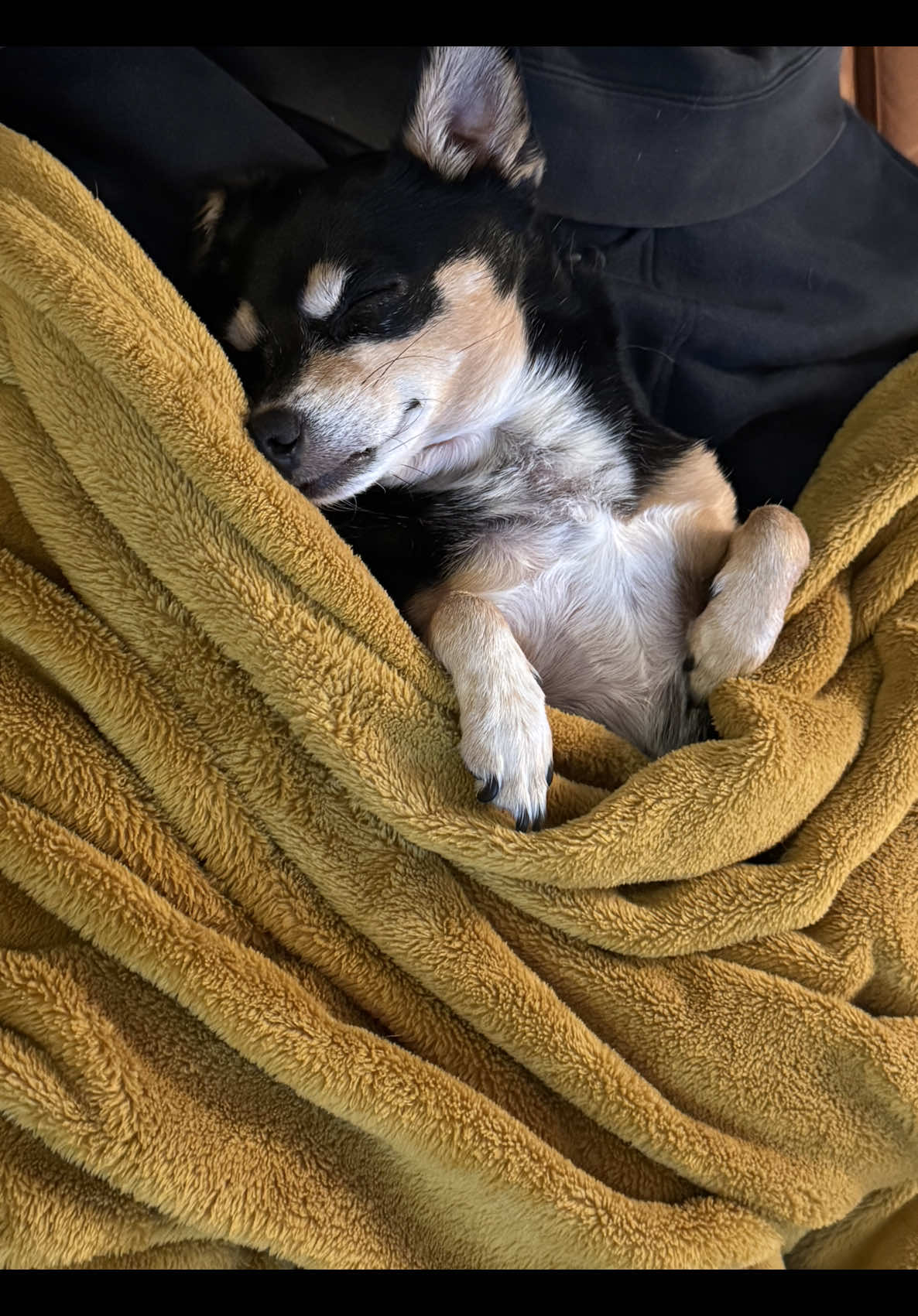 @nycdogadventures
