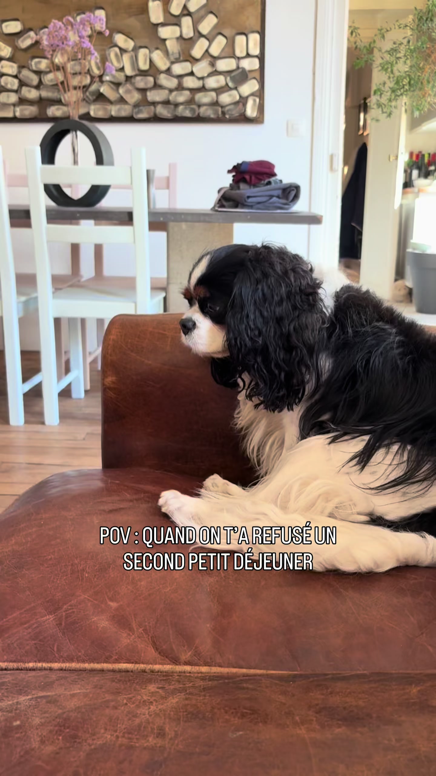 @Cavalier King Charles