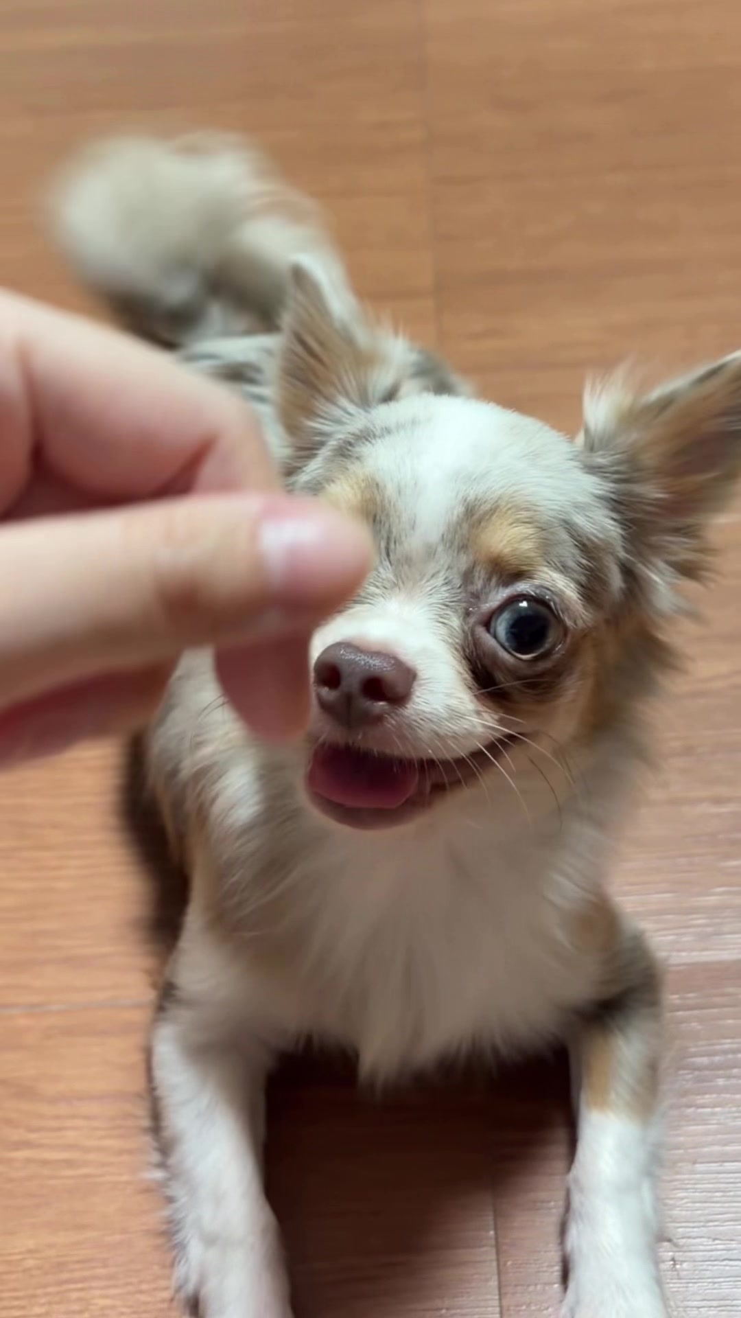 @૮ ෆ ․⺣̫․ ෆ ა