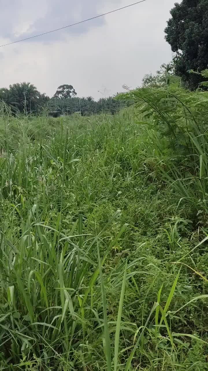 @AmirGarcia69🇲🇾🐂🐐