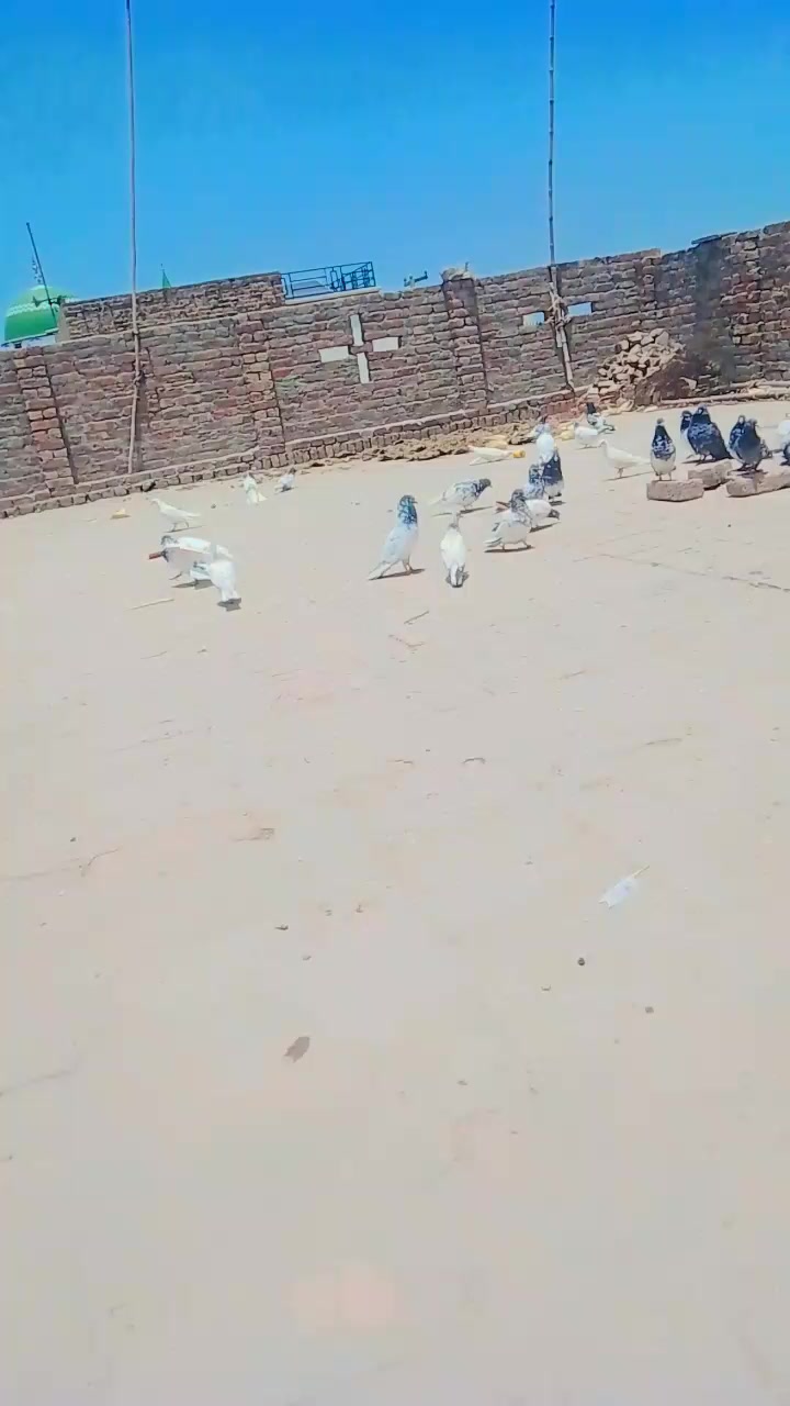 @chalihamza635