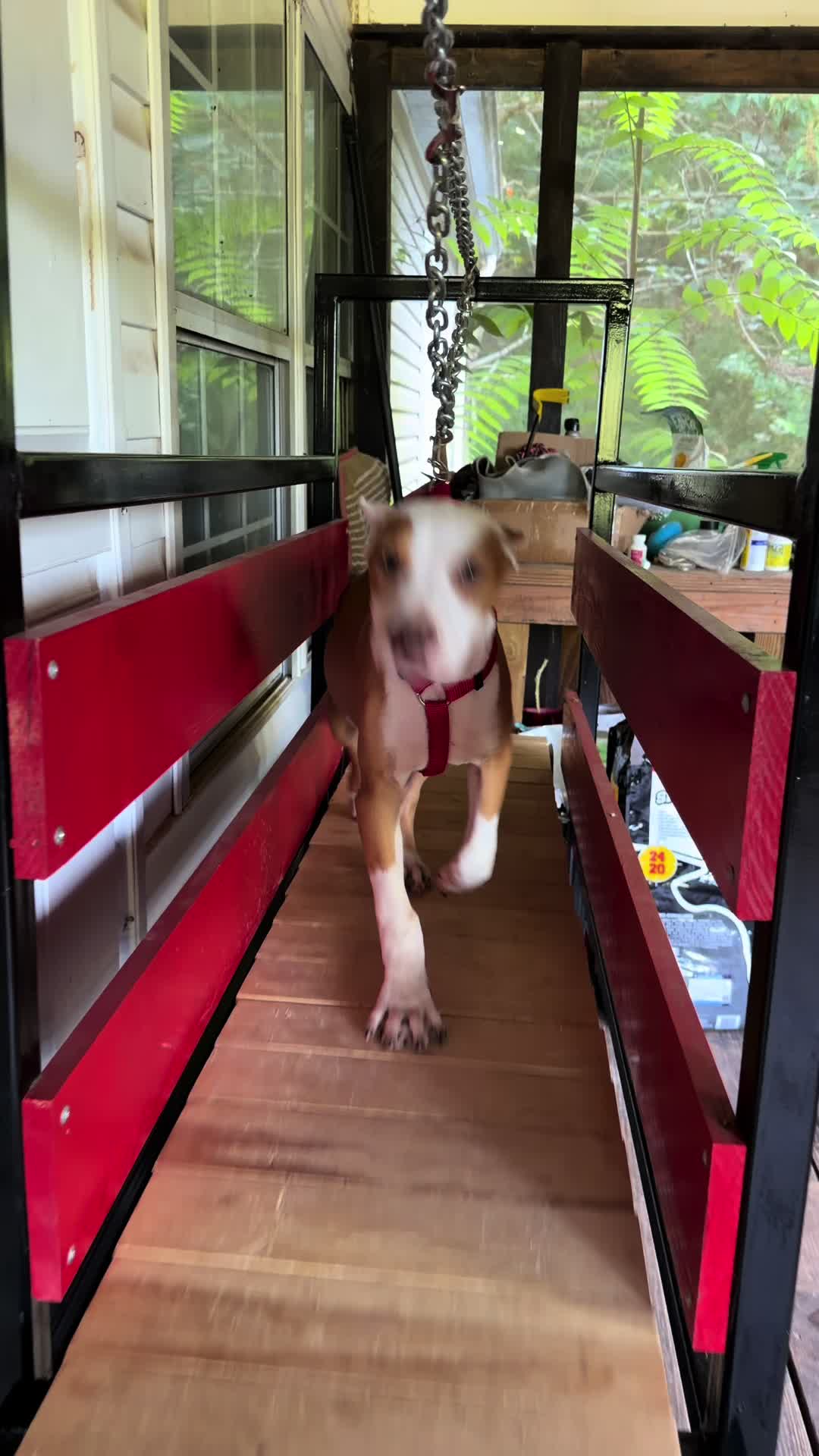 @WorldGoneMadKennels