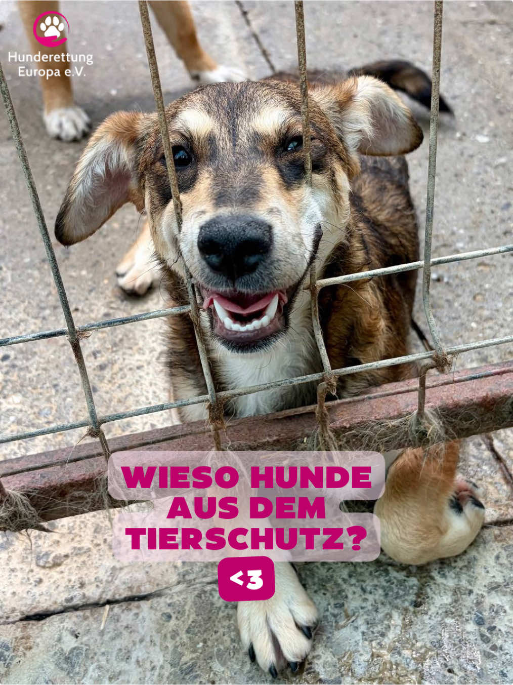 @Hunderettung Europa