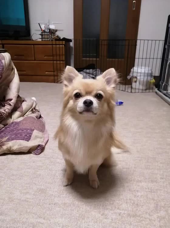@ふとし