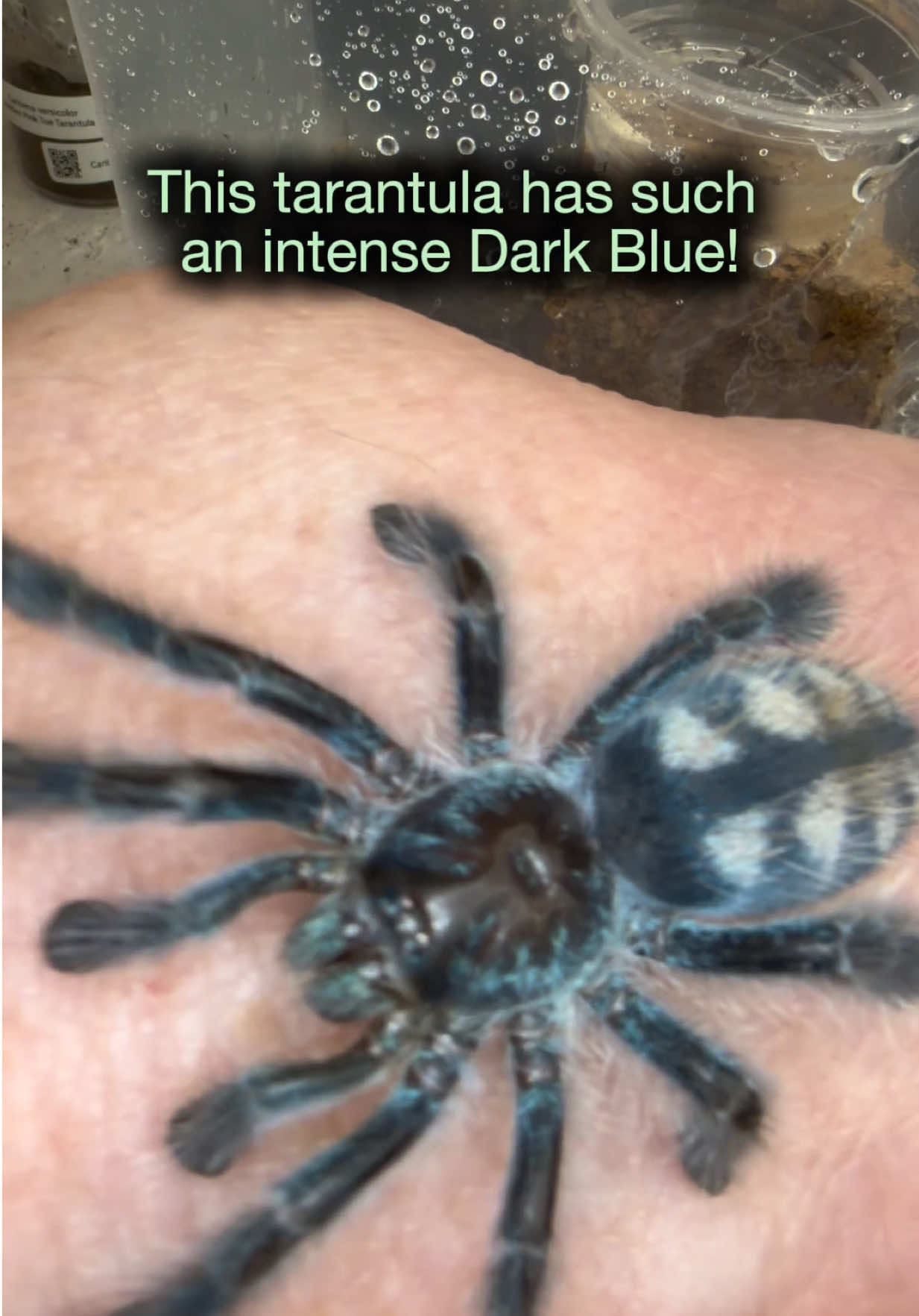@Spider Conservatory