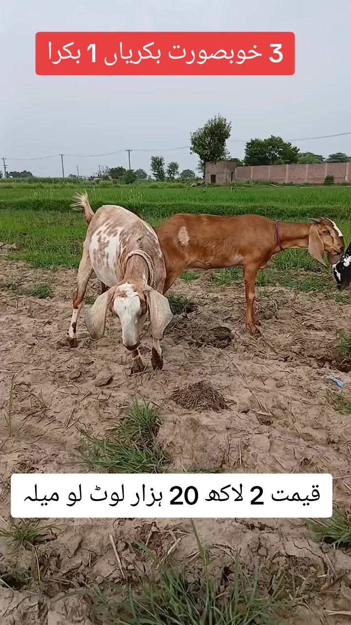 @Farming and Business Ideas