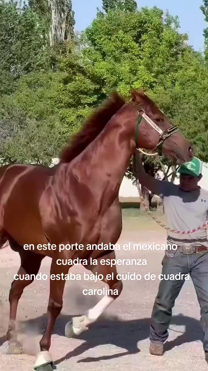 @carriles altos de jalisco🐎