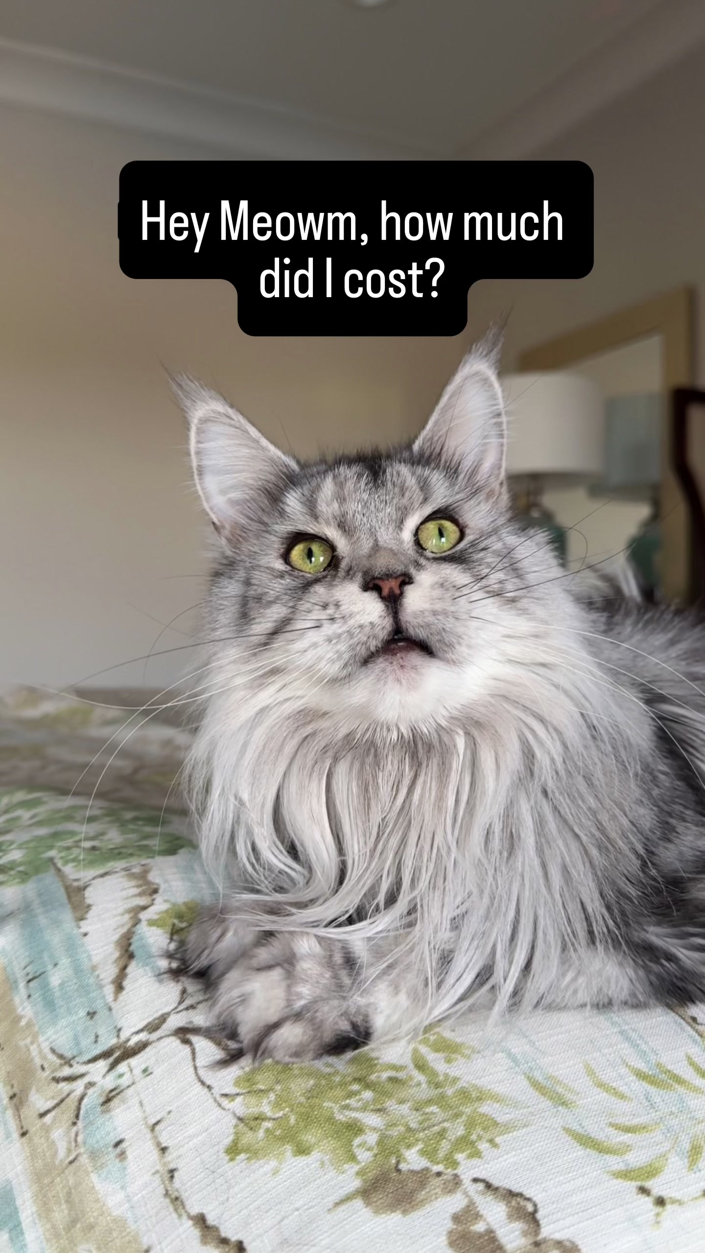 @Winnie: Maine Coon Kitty