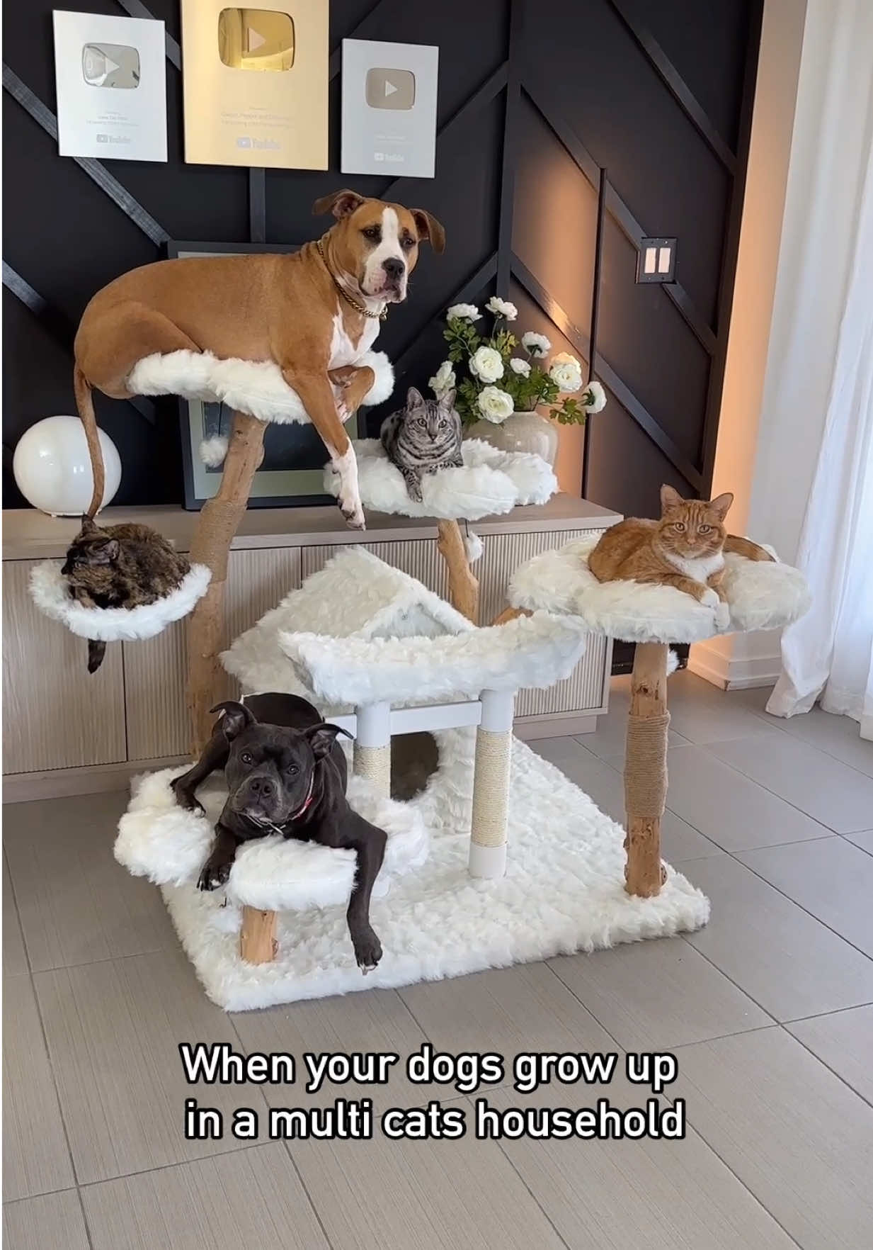 @Luna The Pittie
