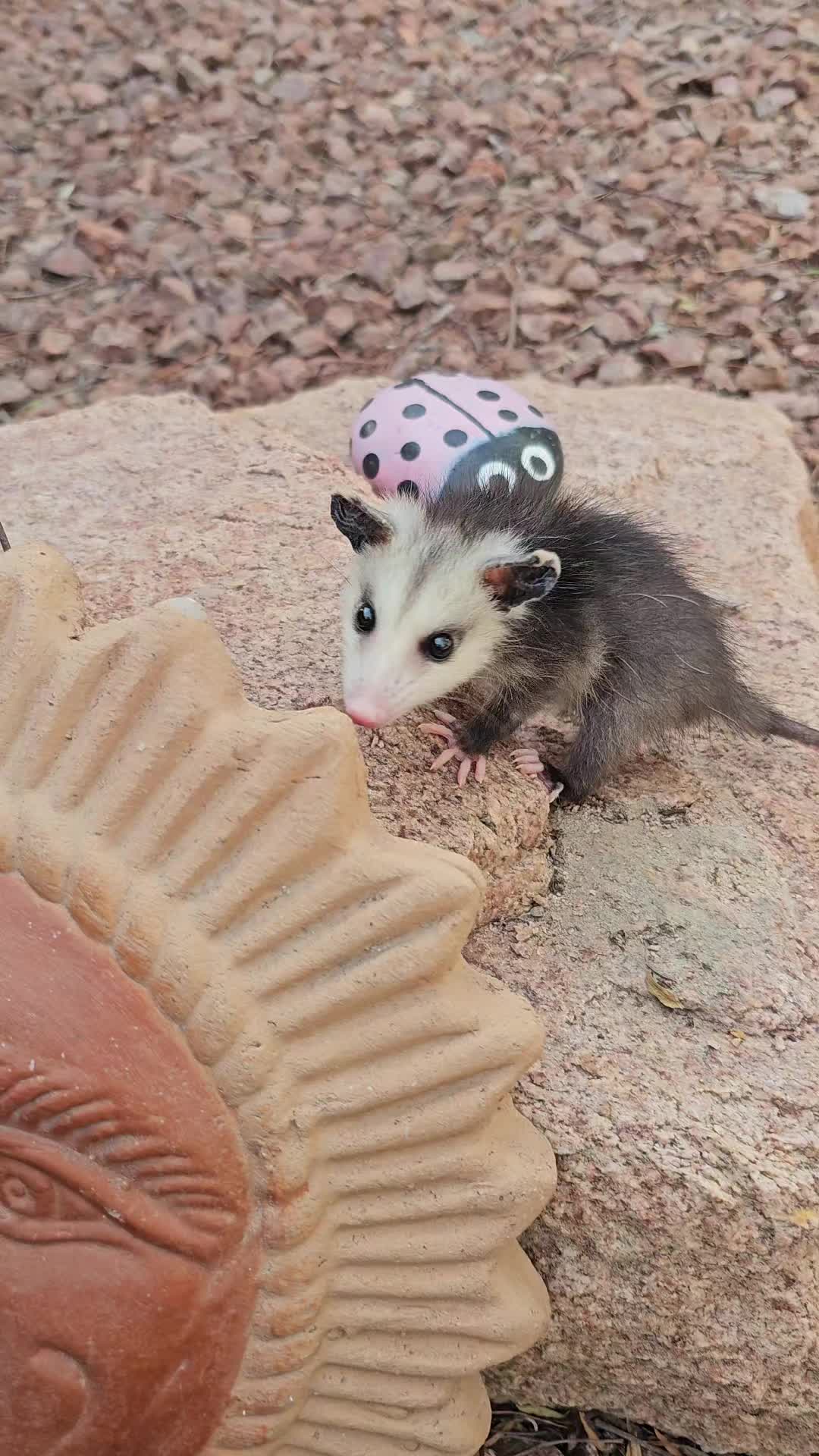@OPOSSUMDAWGMOM