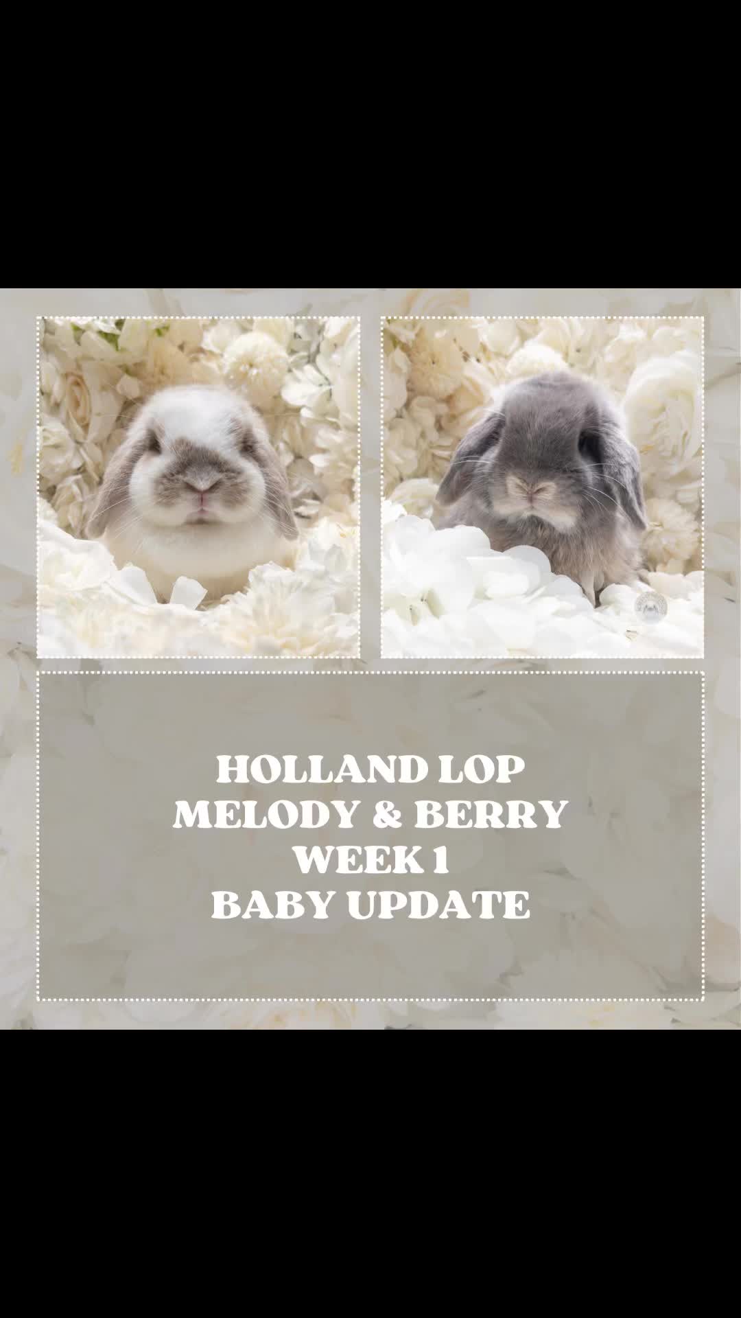 @Heartsofhollandsnyc