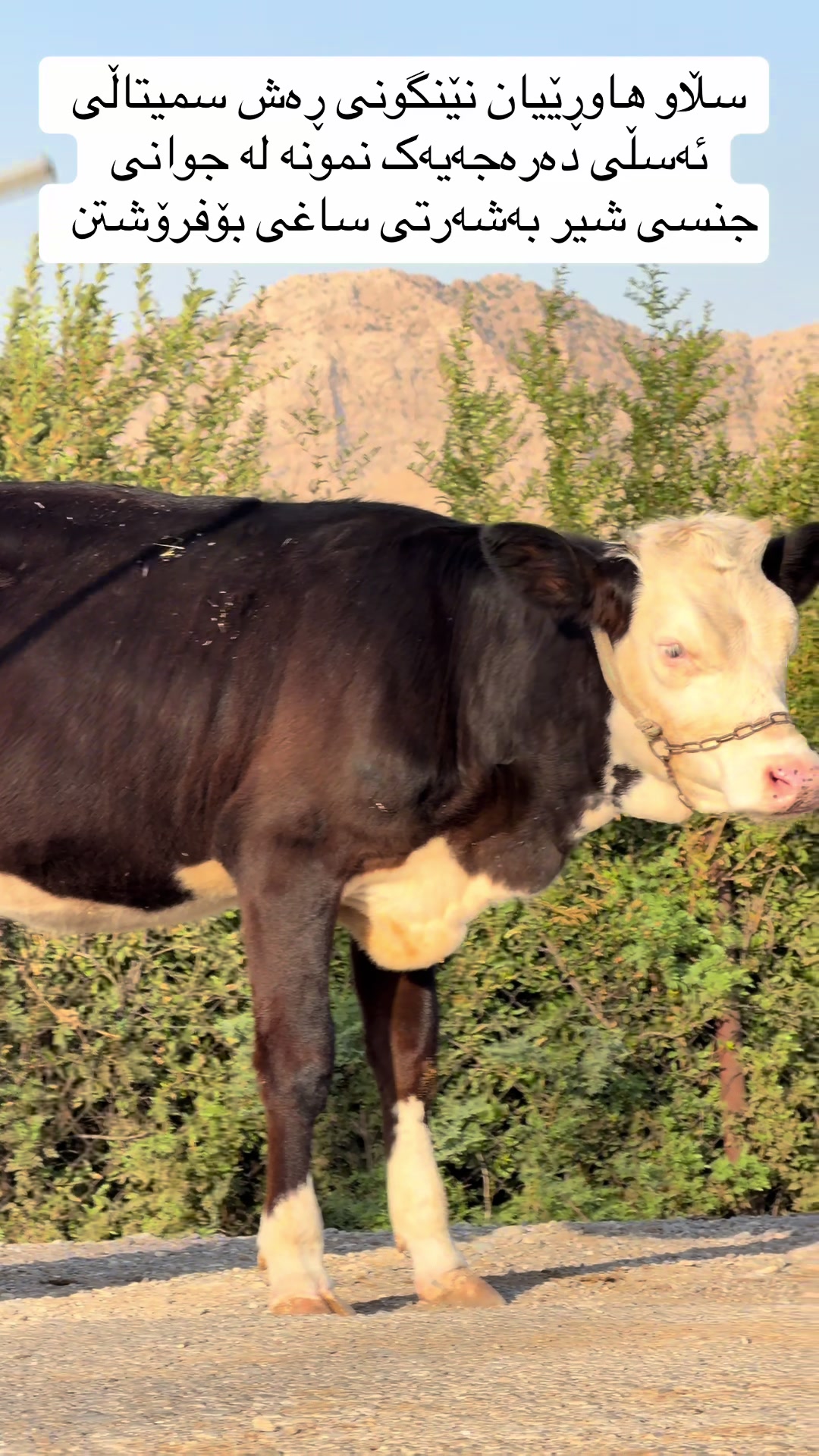 @مەیدانی ئاژەڵانی محمد 🐄🐂