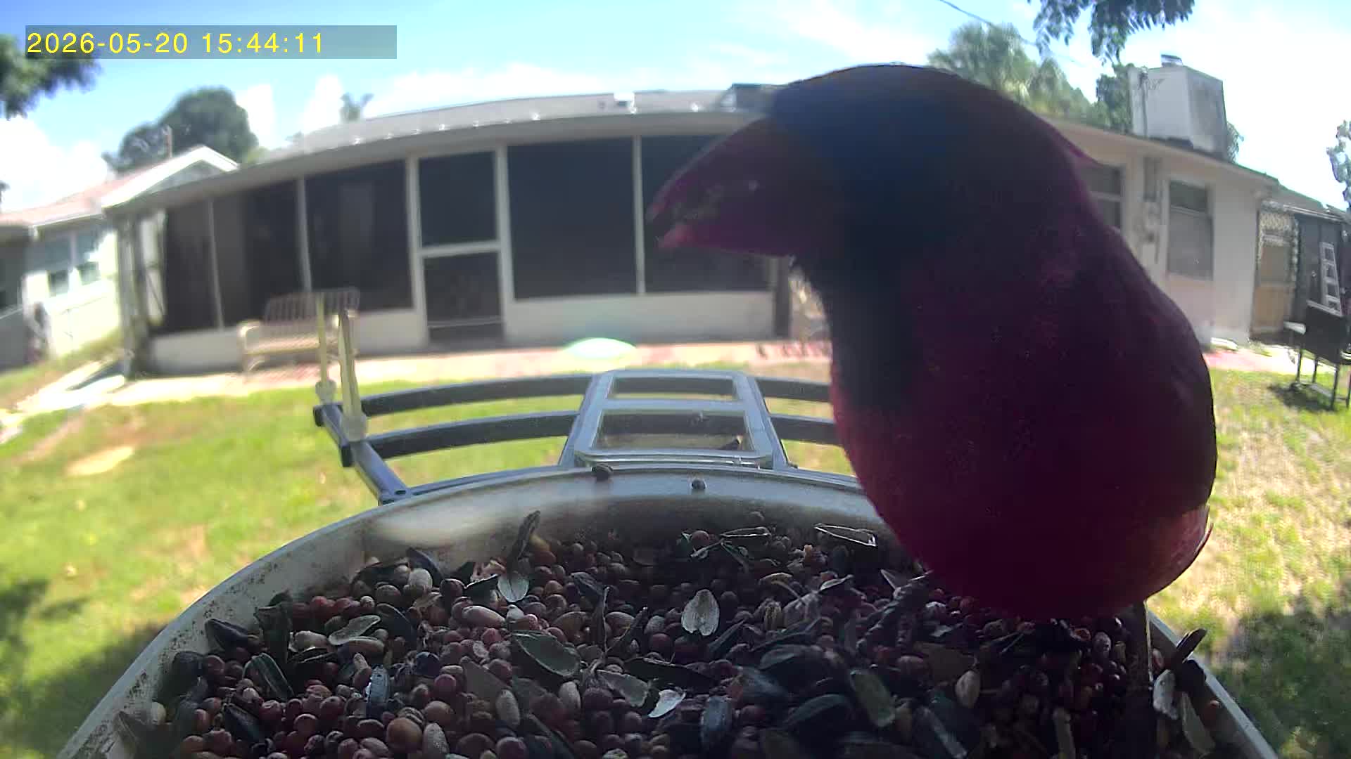 @Kodi