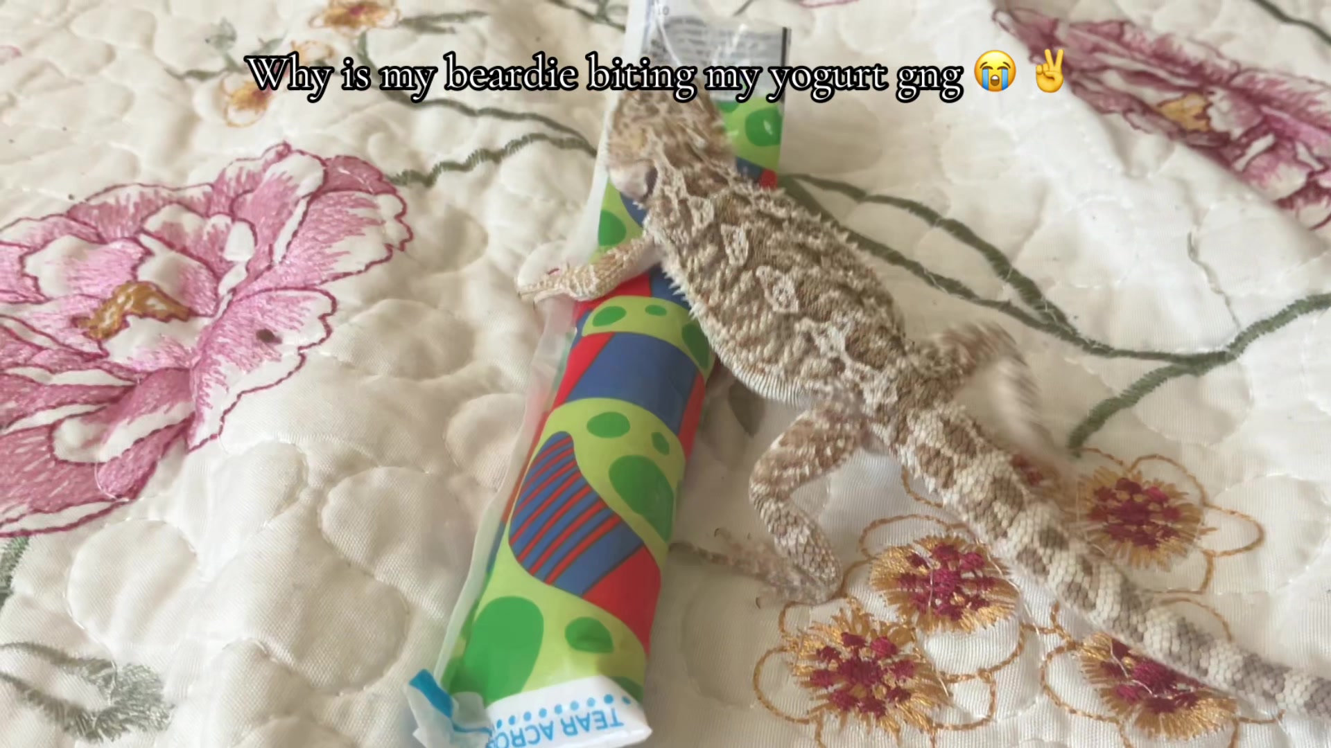 @iluvmybeardies