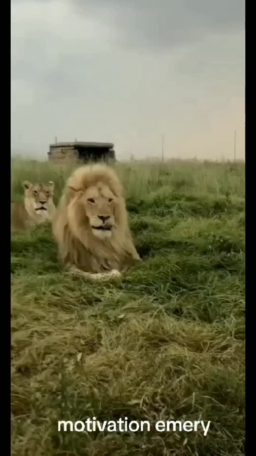 @LION MOTIVATION 🇨🇩🇨🇩🇨🇩