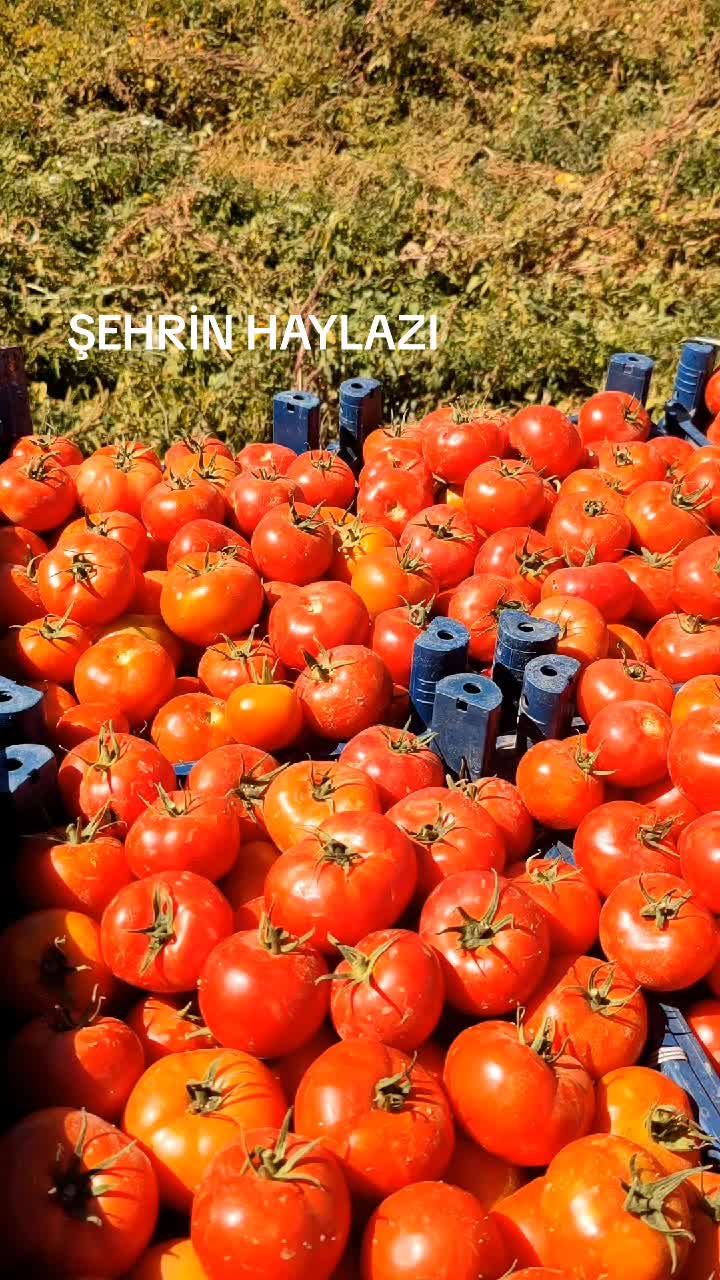 @Celal