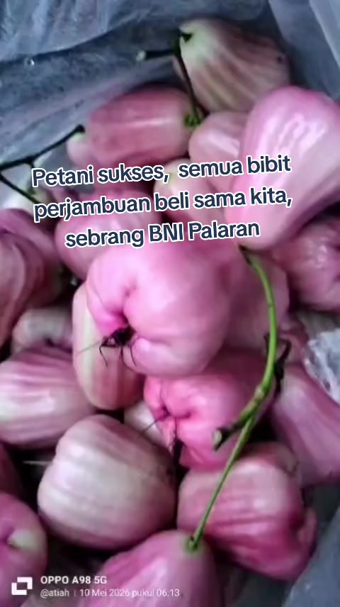 @Bibit khusus samarinda