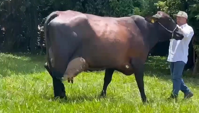 @jorgevianajr