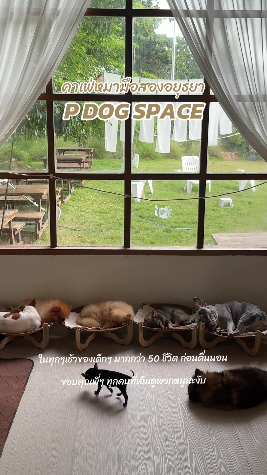 @P Dog Space คาเฟ่หมามือสอง 🐶