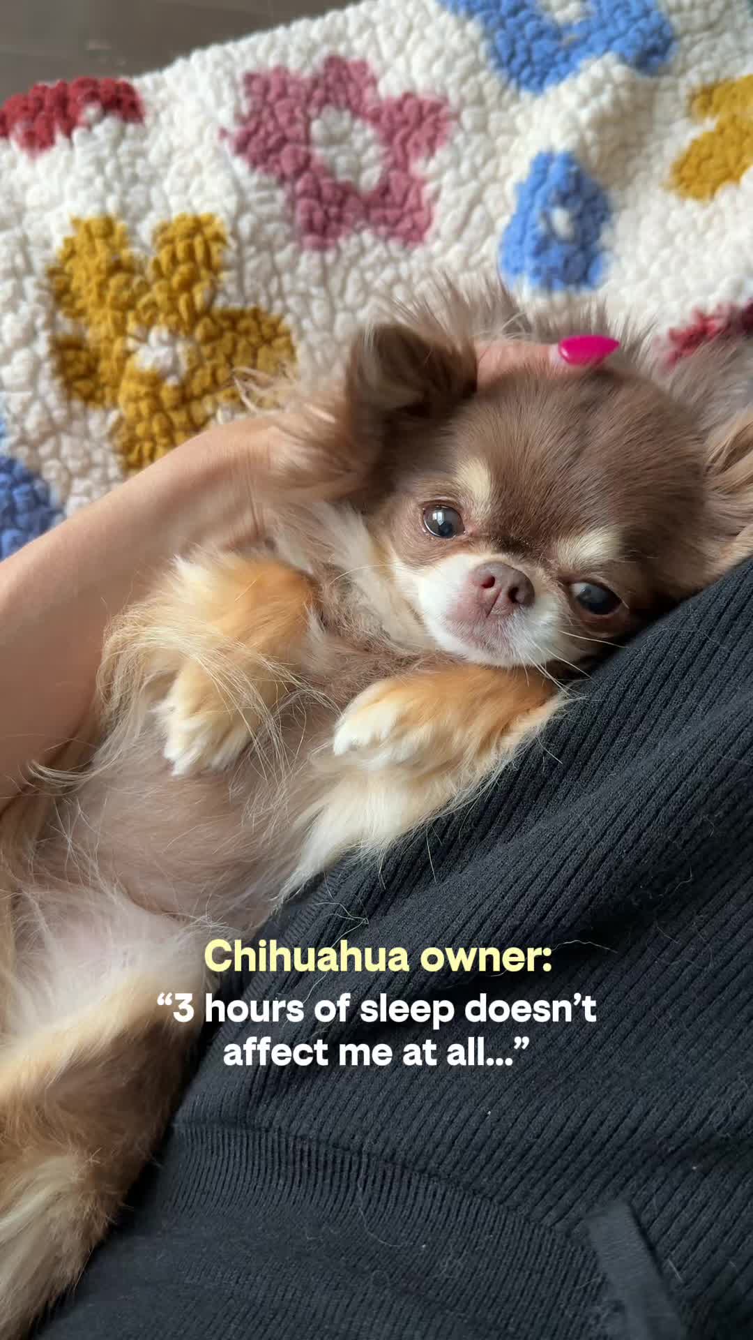 @Lou the Chichi