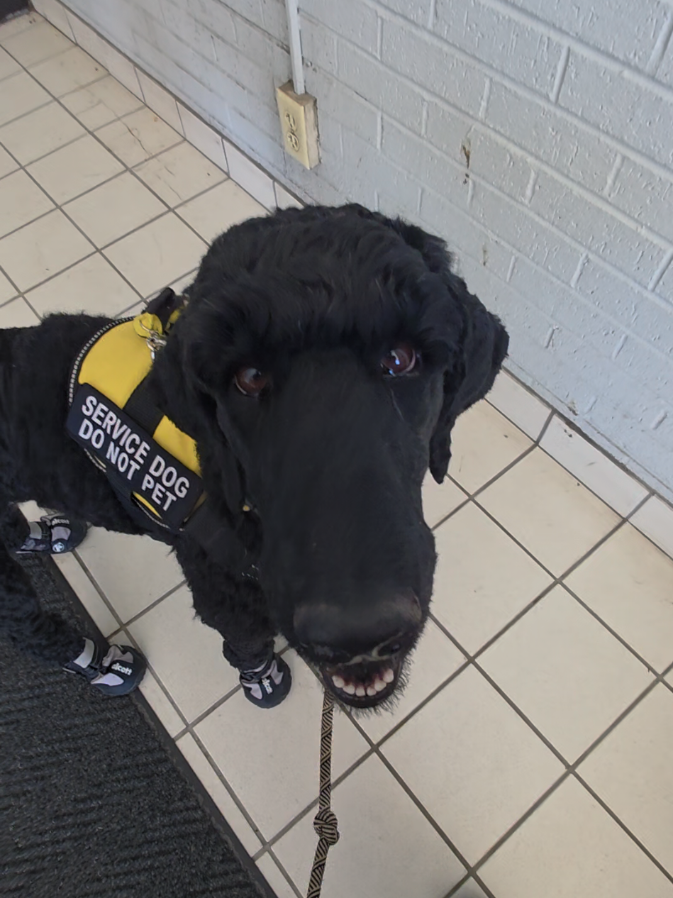 @Canine Wonders Training