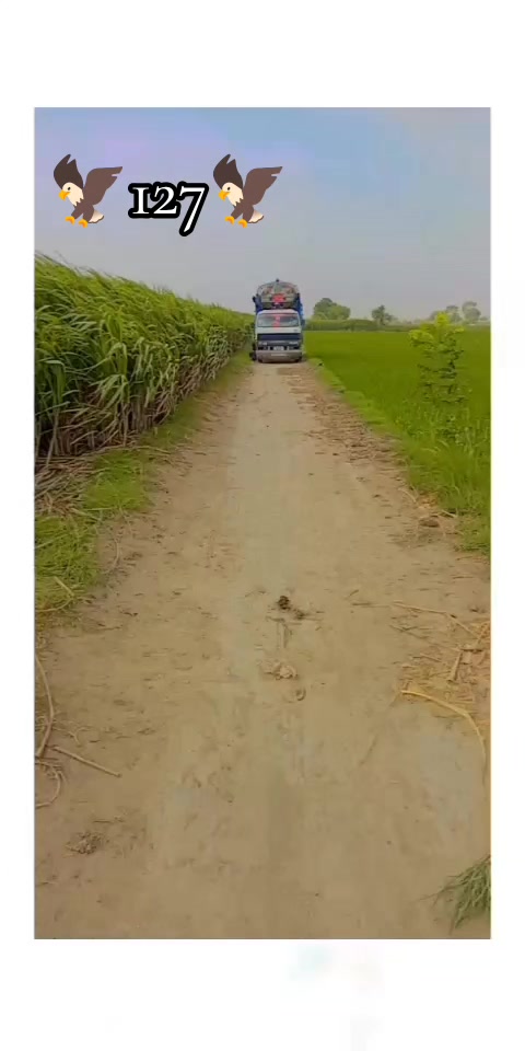 @👈جیو آرادگروپ 127بریڈ💪