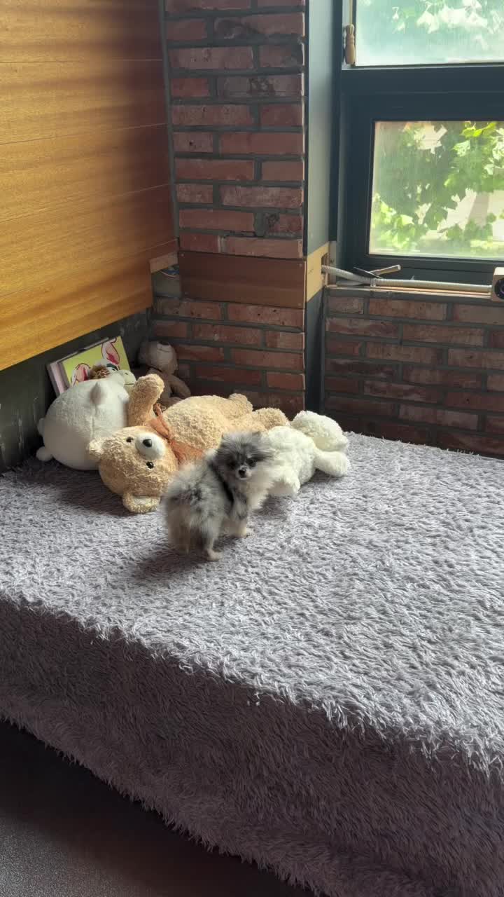 @Paradise Puppies🐶