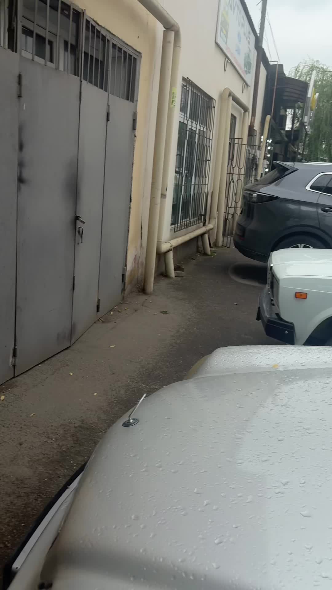 @🦈