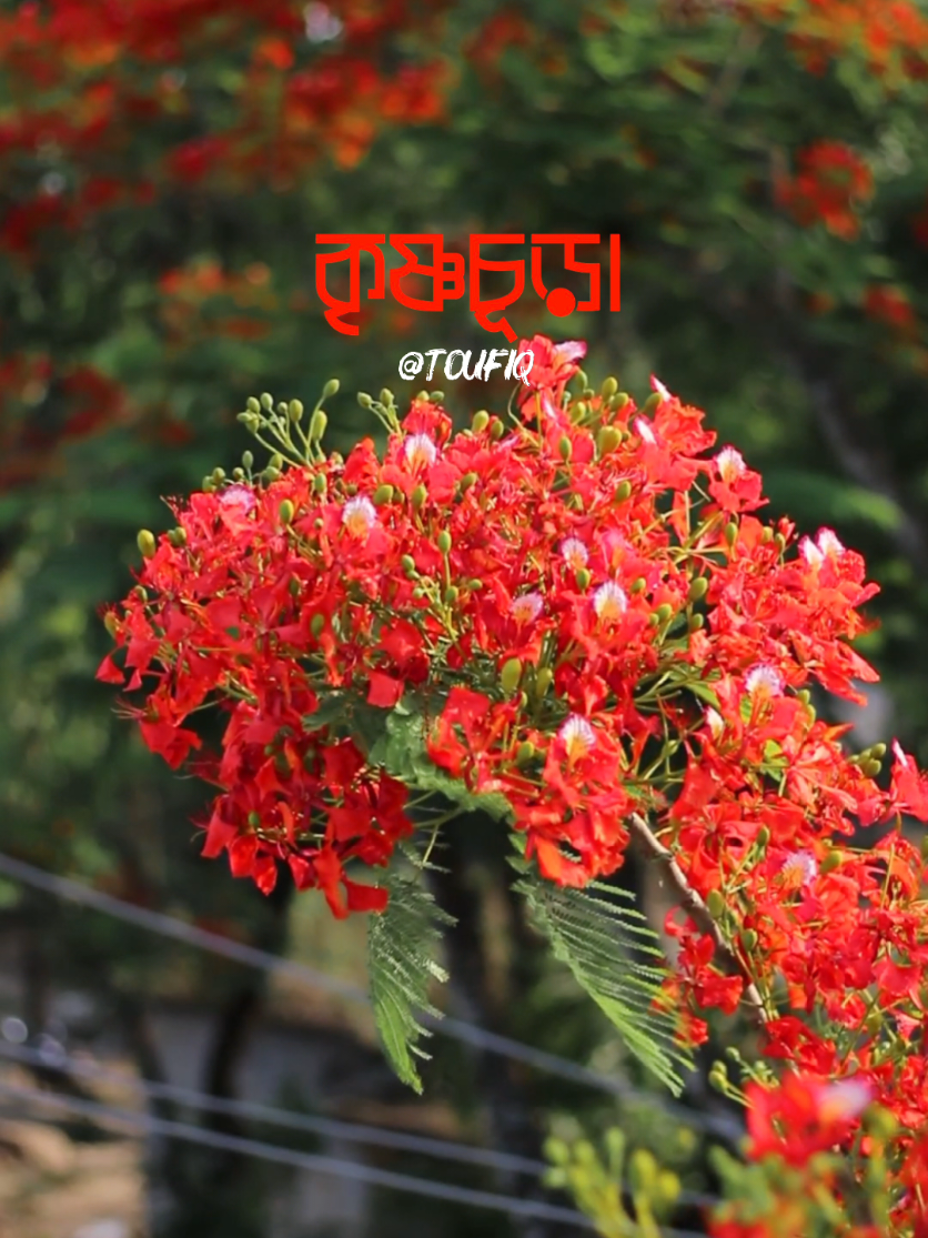 @your_toufiq