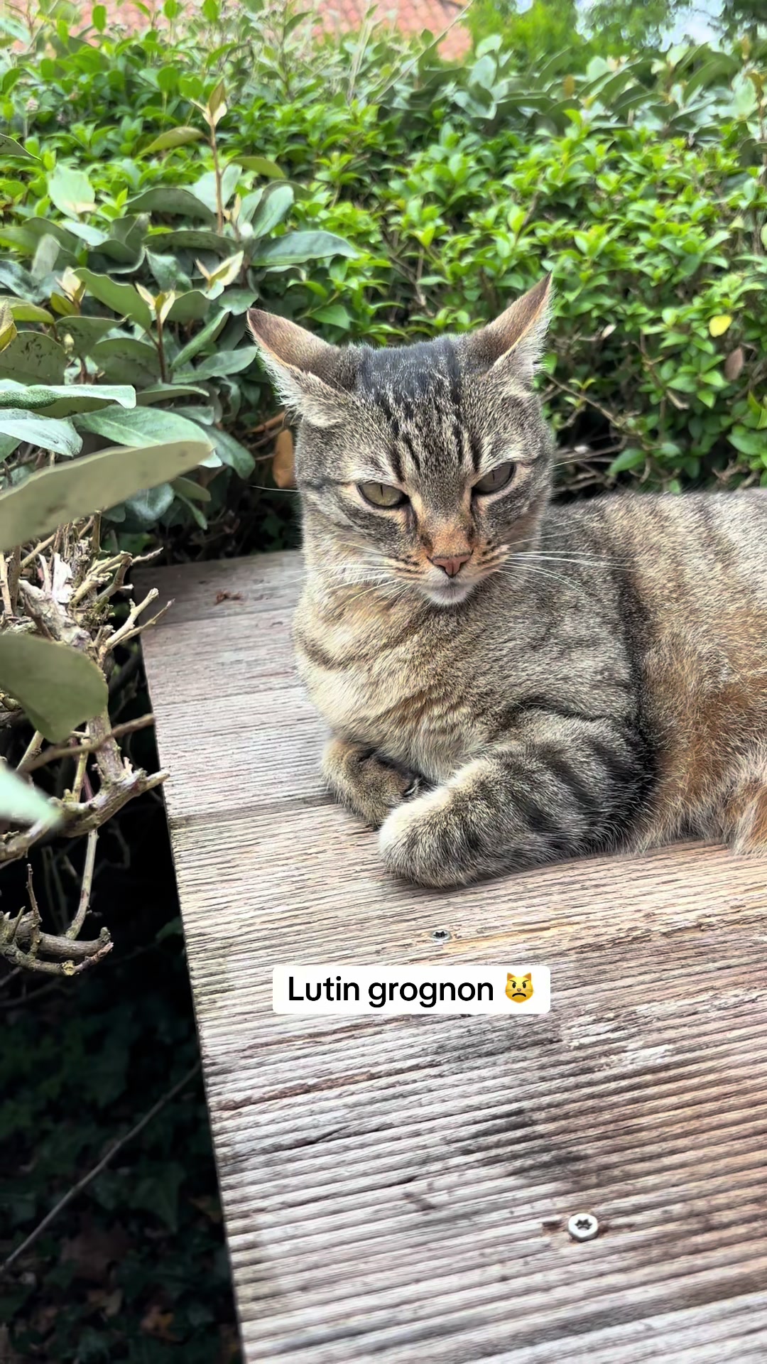 @Bulle la chatte 🐈