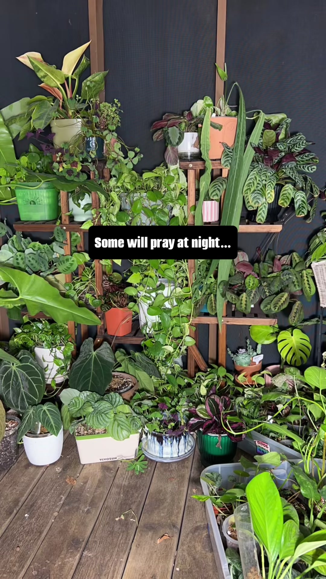 @Pothosiblyaboutplants