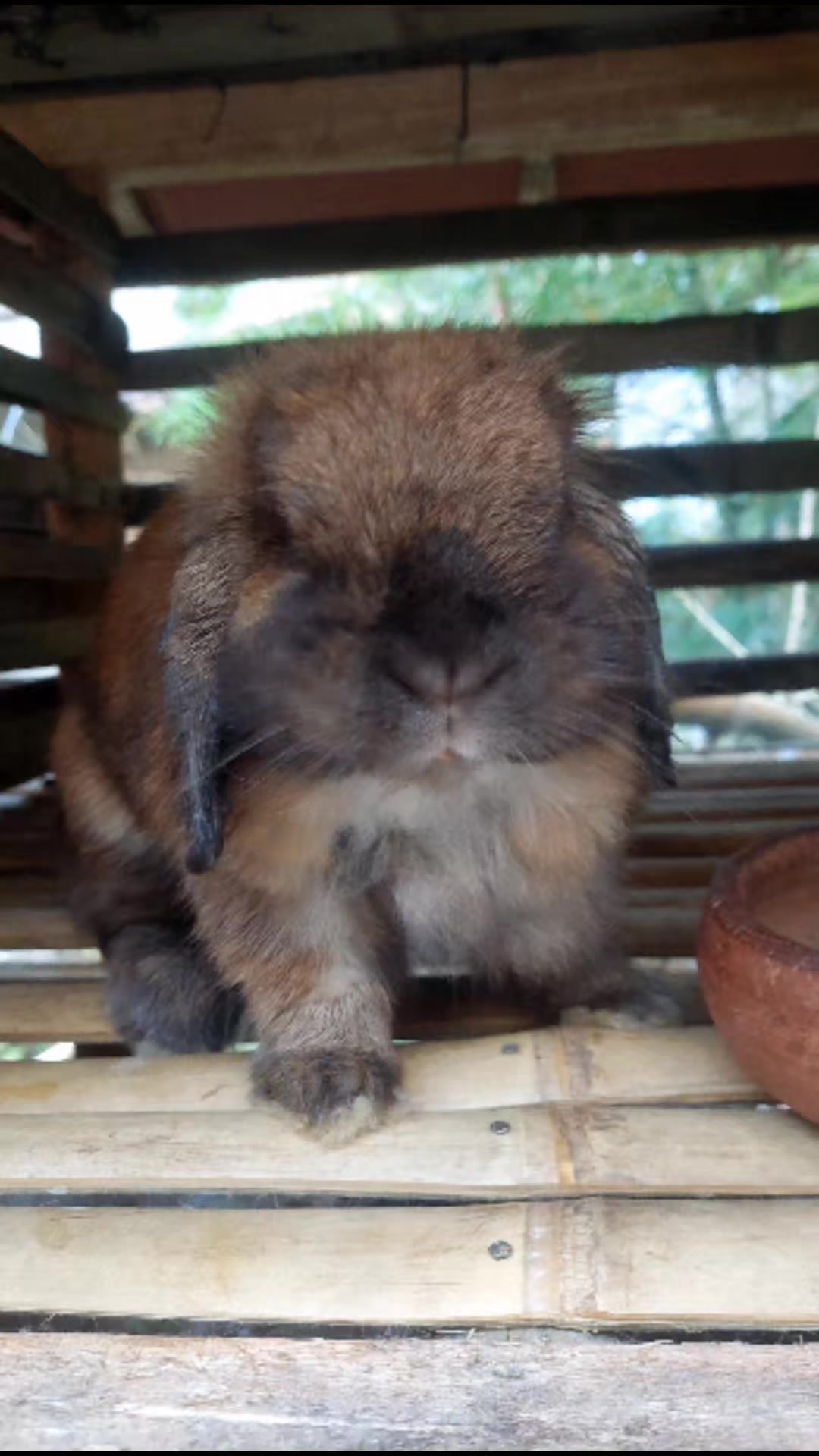 @Cileunyi Rabbit