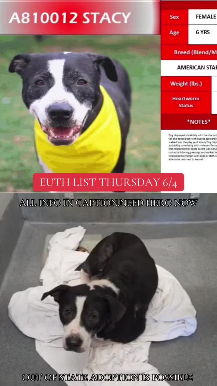 @@rescuedogs911