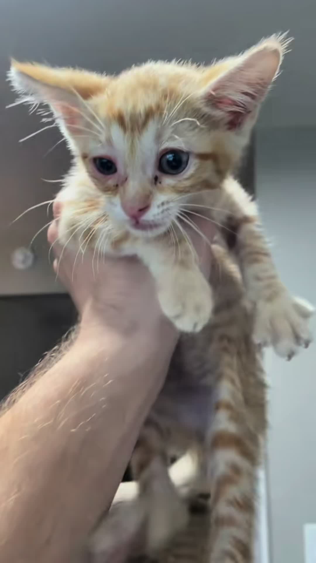 @AnimalWelfareGuy