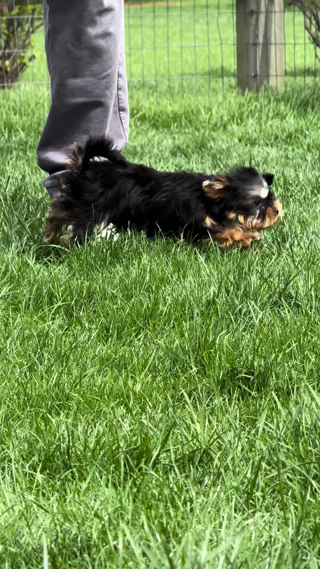 @Kimbrays Yorkies