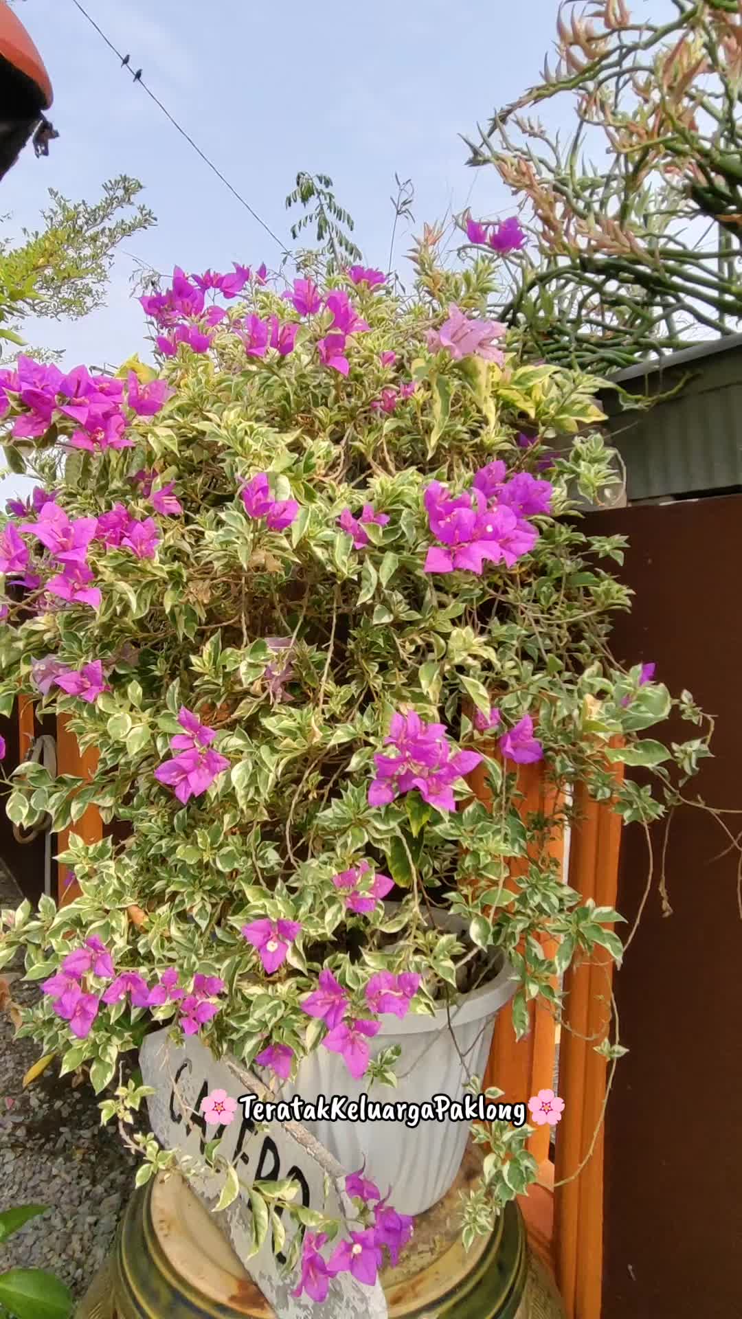 @Teratak Keluarga Paklong