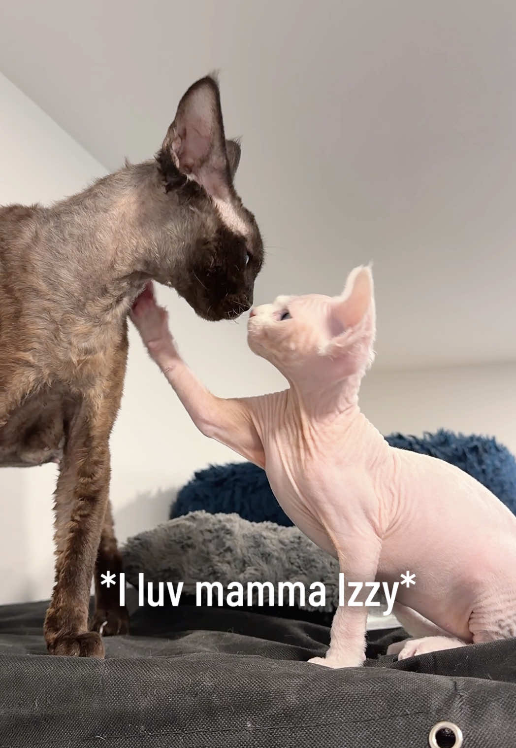 @Boba&rsquo;s Buds Minskin Cats