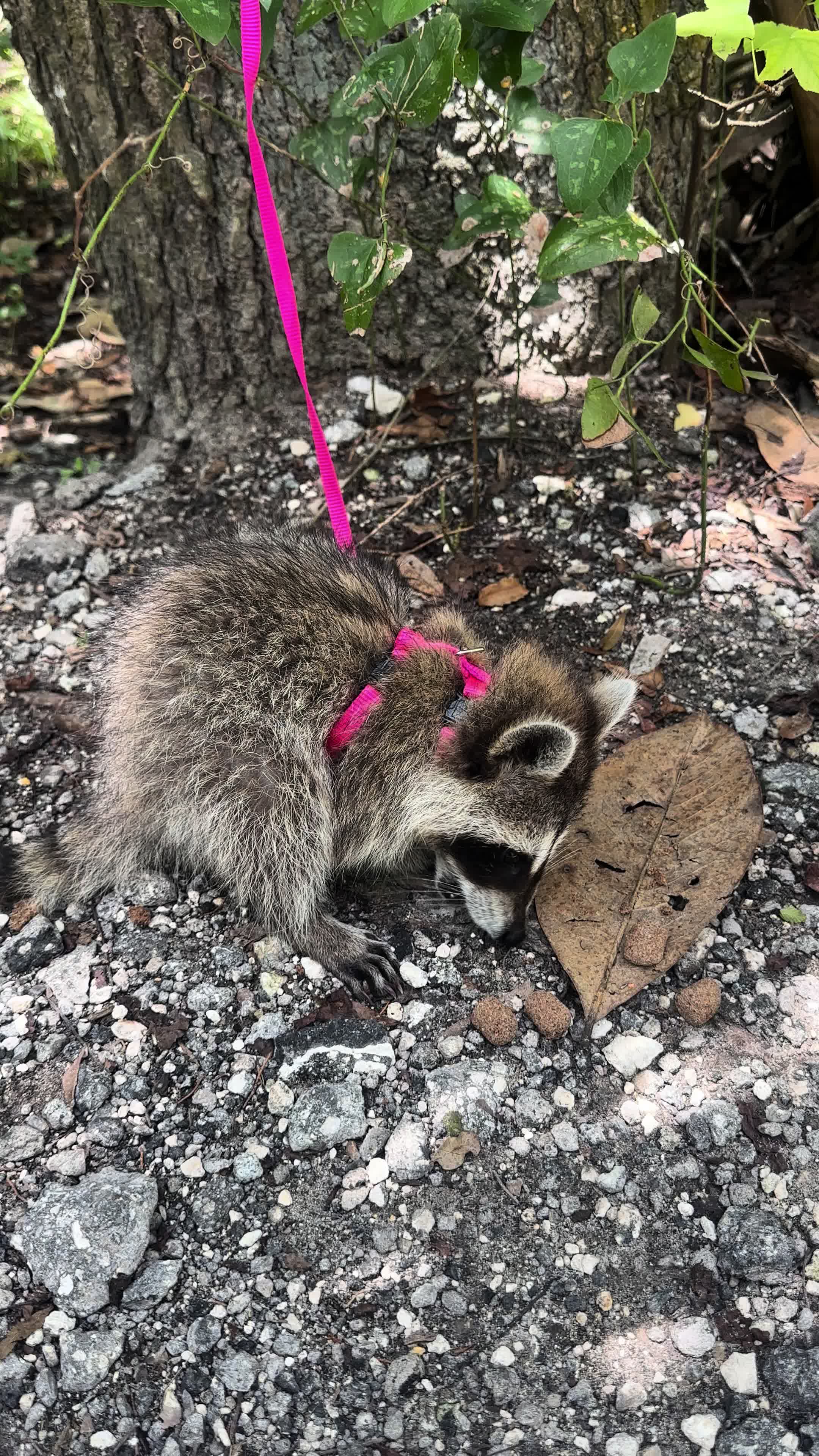 @Roxanne the Raccoon