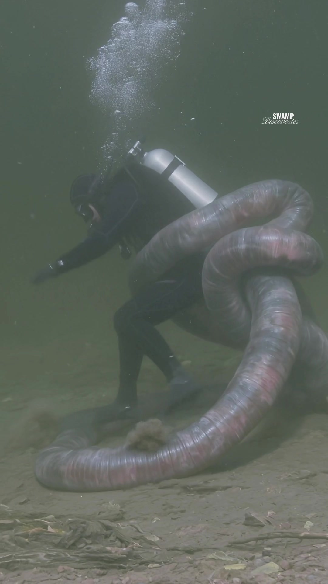 @SwampDiscoveries