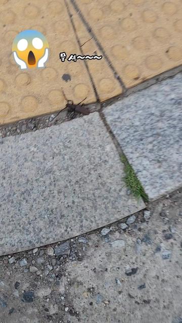 @➡️미장하는🦋추군 ⬅️